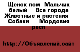 Щенок пом. Мальчик белый  - Все города Животные и растения » Собаки   . Мордовия респ.